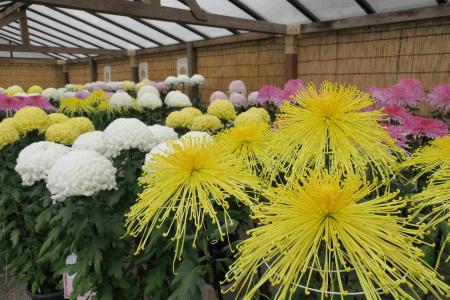 横浜・三溪園 横浜市最大規模の菊花展を開催 横浜・三溪園 横浜市最大規模の菊花展を開催
