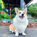 「楽天トラベル」、犬の日に合わせて、宿の看板犬ラン 「楽天トラベル」、犬の日に合わせて、宿の看板犬ラン