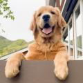 「楽天トラベル」、犬の日に合わせて、宿の看板犬ラン 「楽天トラベル」、犬の日に合わせて、宿の看板犬ラン