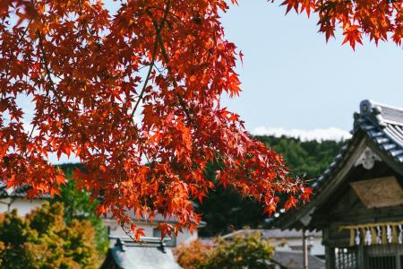 アゴダ 10~11月「紅葉旅行」に関する検索動向を発表 アゴダ 10~11月「紅葉旅行」に関する検索動向を発表