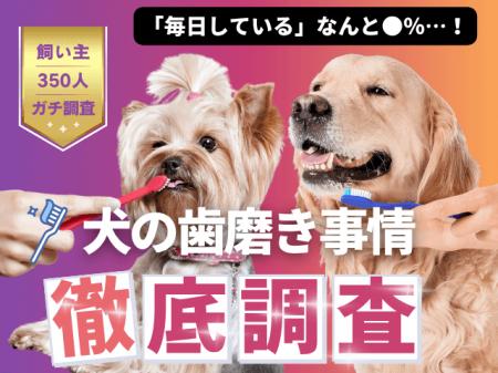 【飼い主350人に調査】愛犬の歯磨き、意外にも毎日派 【飼い主350人に調査】愛犬の歯磨き、意外にも毎日派