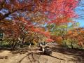 秋の嵐山渓谷の魅力を味わう『嵐山渓谷紅葉まつutf-8 秋の嵐山渓谷の魅力を味わう『嵐山渓谷紅葉まつutf-8