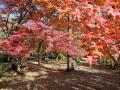 秋の嵐山渓谷の魅力を味わう『嵐山渓谷紅葉まつutf-8 秋の嵐山渓谷の魅力を味わう『嵐山渓谷紅葉まつutf-8