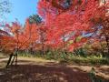 秋の嵐山渓谷の魅力を味わう『嵐山渓谷紅葉まつutf-8 秋の嵐山渓谷の魅力を味わう『嵐山渓谷紅葉まつutf-8