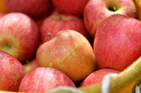 国産りんご、例年並みの作柄で安定 平均単価は前年比 国産りんご、例年並みの作柄で安定 平均単価は前年比