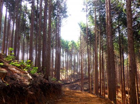 東城町森林組合とバイウィルによる森林クレジット創出 東城町森林組合とバイウィルによる森林クレジット創出