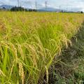 猛暑に負けずに育つ「ネクスト銘柄米」「高温耐性米」 猛暑に負けずに育つ「ネクスト銘柄米」「高温耐性米」