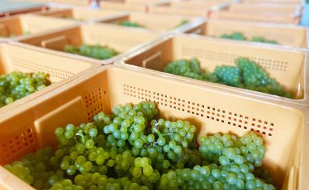 【中伊豆ワイナリーヒルズ】今年のぶどう収穫と仕込み 【中伊豆ワイナリーヒルズ】今年のぶどう収穫と仕込み