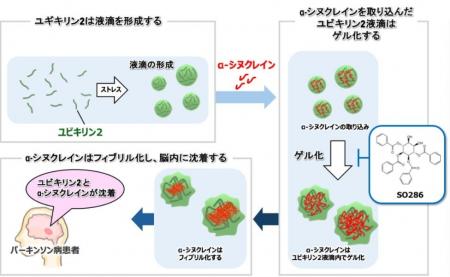 α-シヌクレイン凝集機構の発見と化合物によるその制御 α-シヌクレイン凝集機構の発見と化合物によるその制御