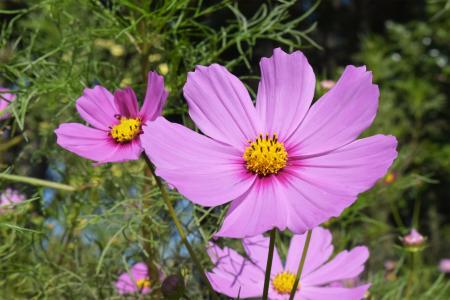 【入園無料】三浦半島最大級!約100万本のコスモス花 【入園無料】三浦半島最大級!約100万本のコスモス花