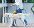 日本盲導犬協会、日本介助犬協会、シャイン・オン・キ 日本盲導犬協会、日本介助犬協会、シャイン・オン・キ