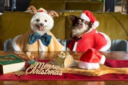 願いを灯すランタンが夜空を彩るクリスマス限定イベン 願いを灯すランタンが夜空を彩るクリスマス限定イベン