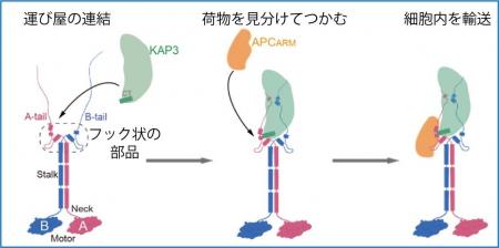 細胞の“運び屋”に新たなルール 細胞の“運び屋”に新たなルール