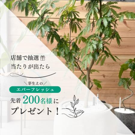 【ONE PLANTS清水町店】「芽生えのエバーフレッシュプ 【ONE PLANTS清水町店】「芽生えのエバーフレッシュプ