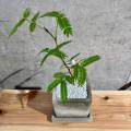 【ONE PLANTS清水町店】「芽生えのエバーフレッシュプ 【ONE PLANTS清水町店】「芽生えのエバーフレッシュプ