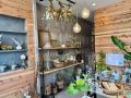 【ONE PLANTS清水町店】「芽生えのエバーフレッシュプ 【ONE PLANTS清水町店】「芽生えのエバーフレッシュプ