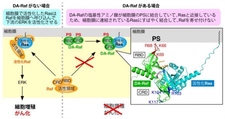 がんの増殖を抑える仕組みを解明~がんの強力な”ブレ がんの増殖を抑える仕組みを解明~がんの強力な”ブレ