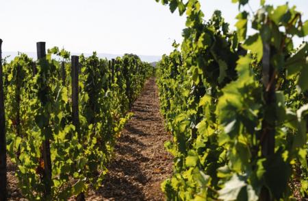 ブルガリ ホテルズ&リゾーツ 英雄的な女性醸造家を讃 ブルガリ ホテルズ&リゾーツ 英雄的な女性醸造家を讃