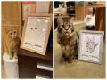 推し猫のにがおえコンテスト開催決定!猫カフェで芸術 推し猫のにがおえコンテスト開催決定!猫カフェで芸術