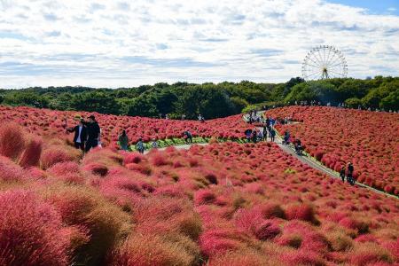 コキア 赤から茶のグラデーションへ(国営ひたち海浜 コキア 赤から茶のグラデーションへ(国営ひたち海浜
