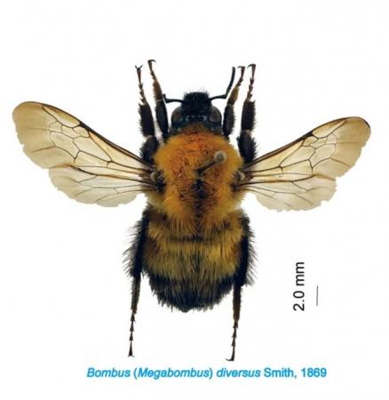 【玉川大学学術研究所長 小野正人教授 共同研究utf-8 【玉川大学学術研究所長 小野正人教授 共同研究utf-8