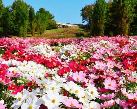 【関西唯一】国営公園の中に泊まれる!アクアイグニス 【関西唯一】国営公園の中に泊まれる!アクアイグニス