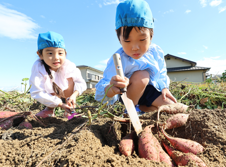 高槻市の園児が秋の味覚サツマイモ掘り体験 高槻市の園児が秋の味覚サツマイモ掘り体験