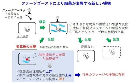 【摂南大学】ウイルスがゴースト使い“生存戦略” 細菌 【摂南大学】ウイルスがゴースト使い“生存戦略” 細菌