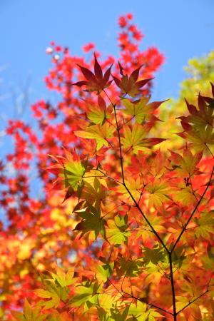 見頃目前「紅葉色づき始め」|国営アルプスあづみの公 見頃目前「紅葉色づき始め」|国営アルプスあづみの公