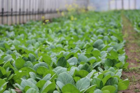 利用者が有機野菜の生産状況を確認 生産者と消費者の 利用者が有機野菜の生産状況を確認 生産者と消費者の