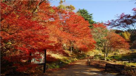 六甲高山植物園 一足早く「紅葉」が見頃! 夜間開園イ 六甲高山植物園 一足早く「紅葉」が見頃! 夜間開園イ