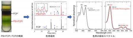 初期分岐ハプト藻パブロバにおける光化学系I-集光性色 初期分岐ハプト藻パブロバにおける光化学系I-集光性色
