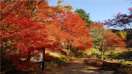 六甲高山植物園 一足早く「紅葉」が見頃!夜間開utf-8 六甲高山植物園 一足早く「紅葉」が見頃!夜間開utf-8