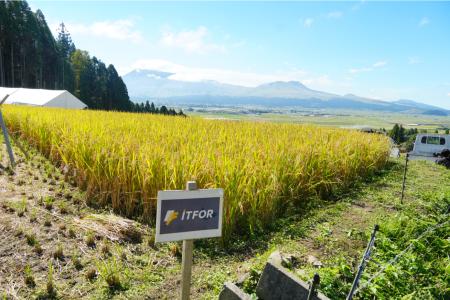 アイティフォー、「阿蘇水掛の棚田」で社員による稲刈 アイティフォー、「阿蘇水掛の棚田」で社員による稲刈