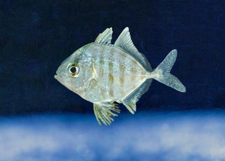 【沖縄美ら海水族館】世界初!ホシカイワリの繁殖に成 【沖縄美ら海水族館】世界初!ホシカイワリの繁殖に成