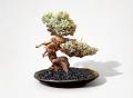 世界初の「光盆栽」と「アロマ盆栽」誕生。究極のサス 世界初の「光盆栽」と「アロマ盆栽」誕生。究極のサス