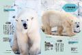 白モフがたまらない!国内31頭のホッキョクグマが登場 白モフがたまらない!国内31頭のホッキョクグマが登場
