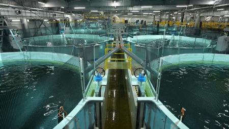 内陸でも海の魚が育つ ブームの陸上養殖-最新事情と課 内陸でも海の魚が育つ ブームの陸上養殖-最新事情と課