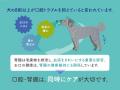 ワンちゃんの口腔&腎臓ケアを一度に。“ごはんに振る ワンちゃんの口腔&腎臓ケアを一度に。“ごはんに振る