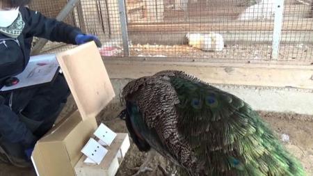 インドクジャクが持つ数を数える能力を解明 ~ダutf-8 インドクジャクが持つ数を数える能力を解明 ~ダutf-8