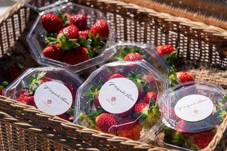 「食べる宝石」ミガキイチゴ、今シーズン初摘みいちご 「食べる宝石」ミガキイチゴ、今シーズン初摘みいちご