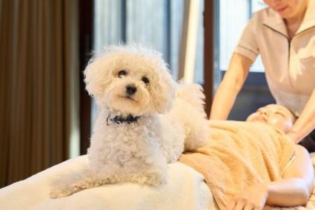 愛犬と泊まれるプライベート温泉付き宿泊エリア「Dear 愛犬と泊まれるプライベート温泉付き宿泊エリア「Dear