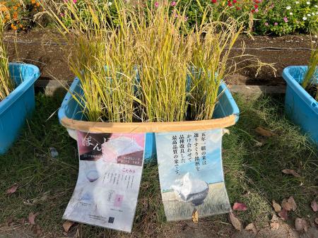 「名戸ヶ谷米を世界へ!」千葉県柏市・名戸ヶ谷小学校 「名戸ヶ谷米を世界へ!」千葉県柏市・名戸ヶ谷小学校