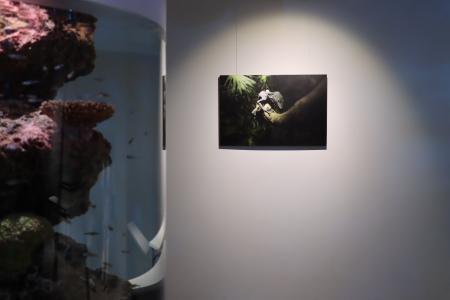 水族館写真家・銀鏡つかさ氏による新作3点を特別展示 水族館写真家・銀鏡つかさ氏による新作3点を特別展示