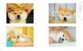 DOGE DAY 2025 世界一有名な柴犬「Doge」の象徴 かぼ DOGE DAY 2025 世界一有名な柴犬「Doge」の象徴 かぼ