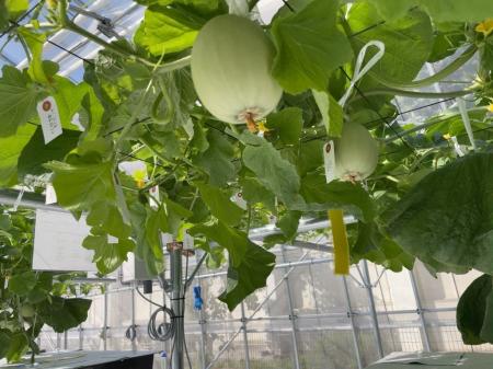 愛ファクトリー、メロンの栽培をスタート 愛ファクトリー、メロンの栽培をスタート