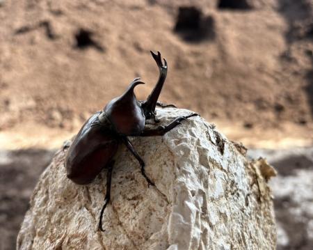 秋田県大館市発のカブトムシベンチャーである弊社「株 秋田県大館市発のカブトムシベンチャーである弊社「株
