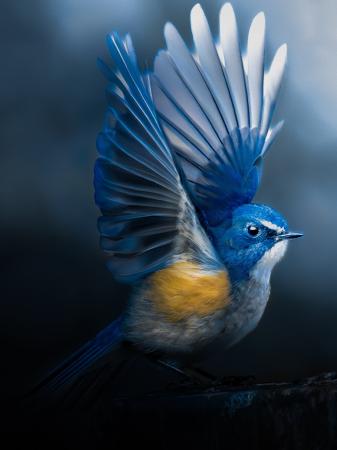 第73回 ニッコールフォトコンテスト12,139点の応募作 第73回 ニッコールフォトコンテスト12,139点の応募作