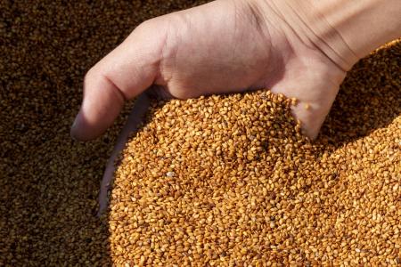 【11月5日は『 ごまの日 』】ごまが日本から消える? 【11月5日は『 ごまの日 』】ごまが日本から消える?