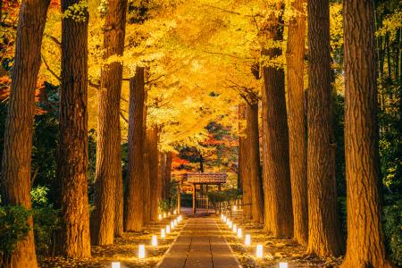 「大田黒公園 紅葉ライトアップ2025」開催のお知らせ 「大田黒公園 紅葉ライトアップ2025」開催のお知らせ